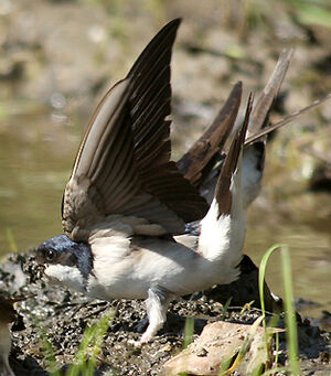 Common House Martin