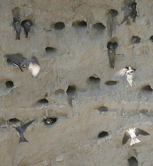 Sand Martin