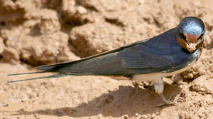 Barn Swallow