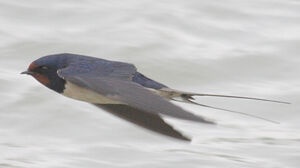 Barn Swallow