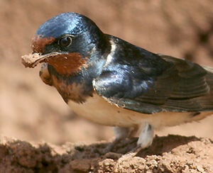 Barn Swallow