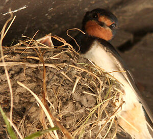 Barn Swallow