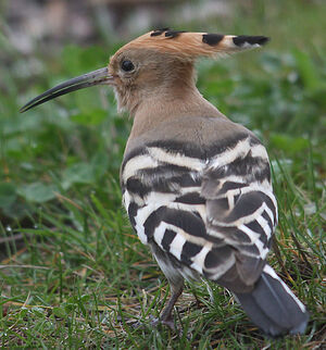 Eurasian Hoopoe