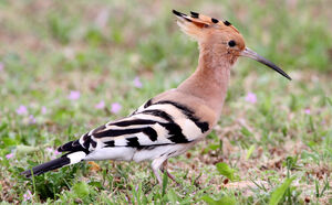 Eurasian Hoopoe