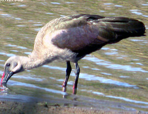 Hadada Ibis