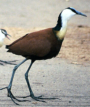 Jacana à poitrine dorée