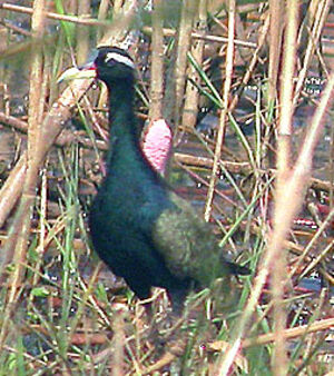 Jacana bronz�