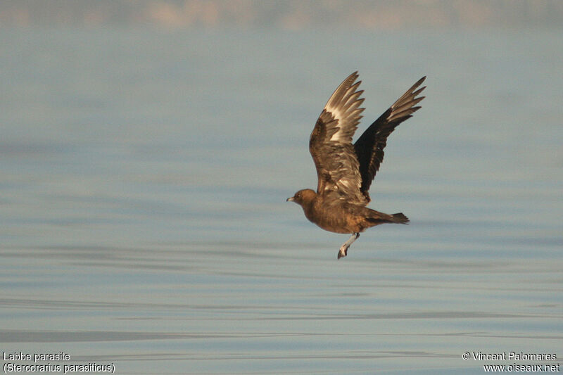 Parasitic JaegerFirst year