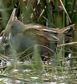 Little Crake