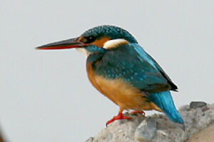Common Kingfisher