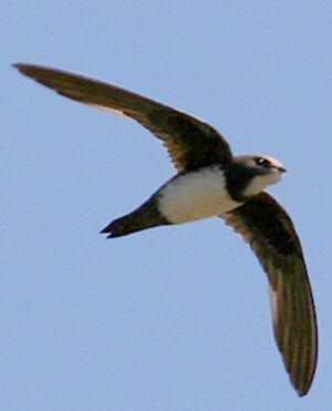 Alpine Swift