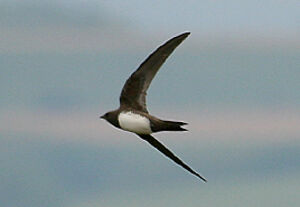 Alpine Swift