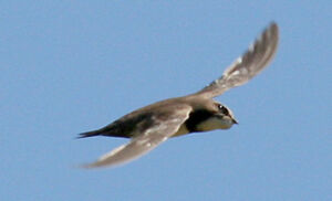 Alpine Swift