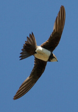 Alpine Swift