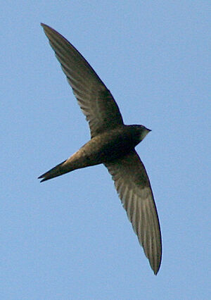Common Swift