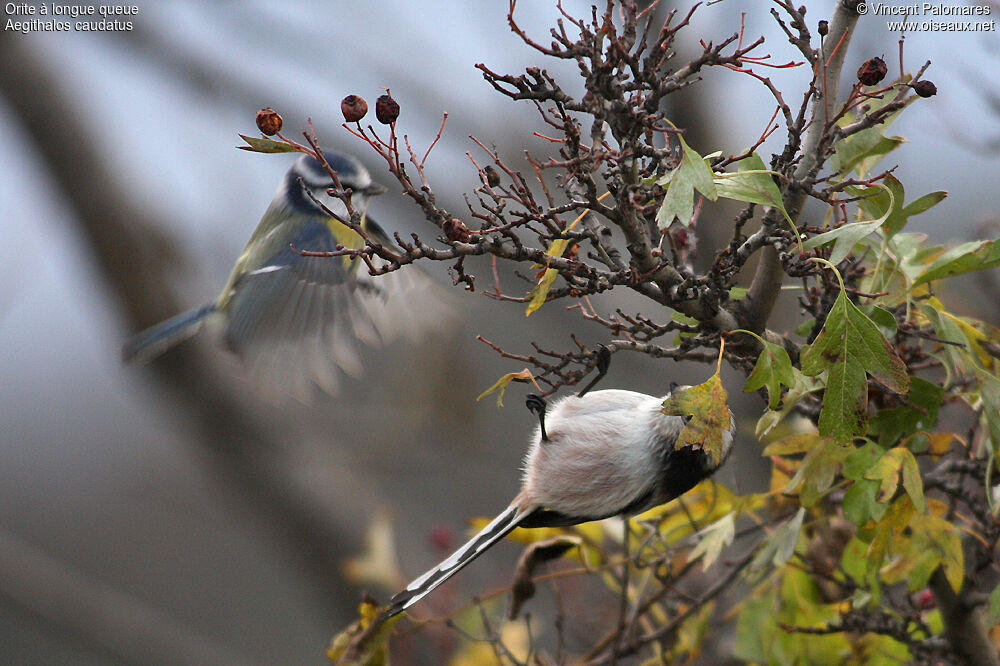 Mésange à longue queue - Aegithalos caudatus