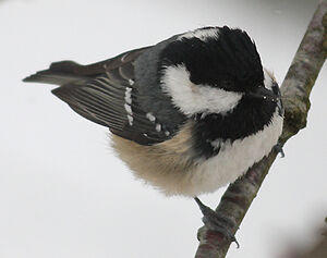 Coal Tit 
&copy; Vincent Palomares