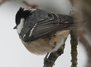 Coal Tit 
&copy; Vincent Palomares