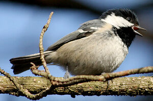 Coal Tit