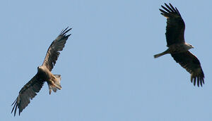 Black Kite