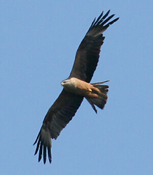 Black Kite