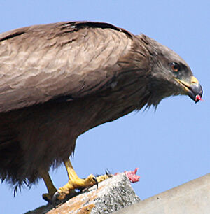 Black Kite
