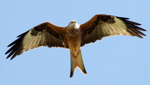 Red Kite