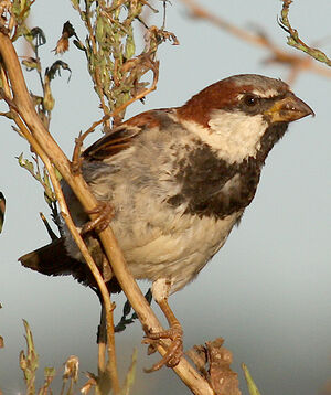 House Sparrow