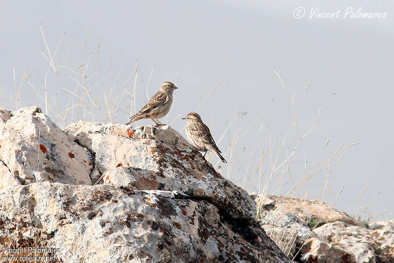 Rock Sparrowadult breeding, habitat