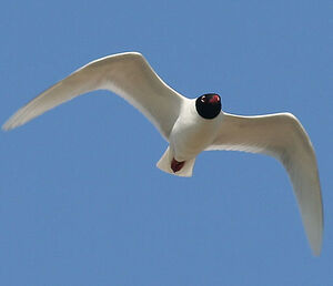 Mouette mélanocéphale