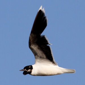 Little Gull