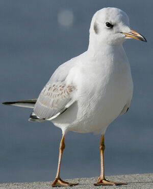 Mouette rieuse 
&copy; Vincent Palomares