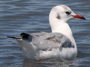 Mouette rieuse 
&copy; Vincent Palomares