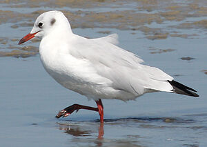 Mouette rieuse 
&copy; Vincent Palomares