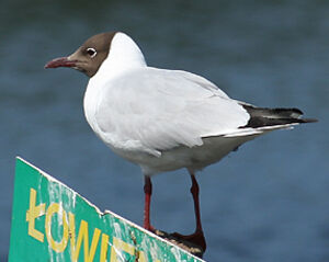 Mouette rieuse 
&copy; Vincent Palomares