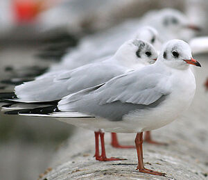 Black-headed Gull