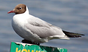 Black-headed Gull