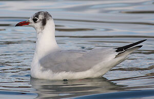 Black-headed Gull