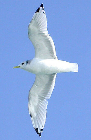 Black-legged Kittiwake