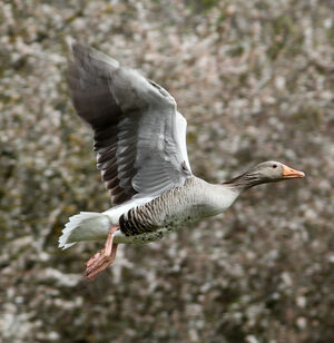 Greylag Goose