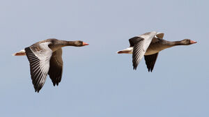 Greylag Goose
