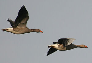 Greylag Goose