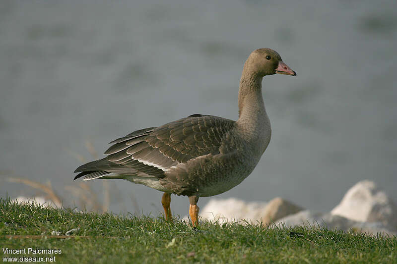 Greater White-fronted GooseFirst year, identification
