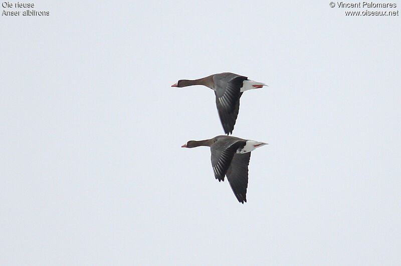 Greater White-fronted Gooseadult