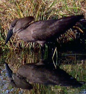 Hamerkop