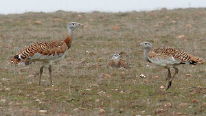 Great Bustard