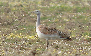 Great Bustard