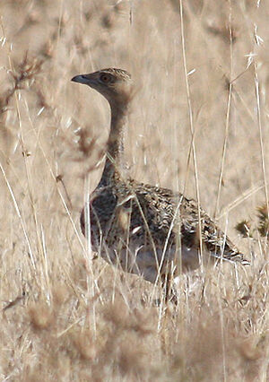 Little Bustard