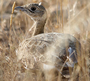 Little Bustard