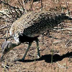 Red-crested Korhaan